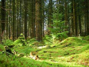 Camping De Kervoen | Camping 3 étoiles à Clohars Carnoët : Foret Domaniale Clohars